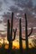 Arizona, Saguaro NP Sunset on desert landscape by Cathy - Gordon Illg - Item # VARPDXUS03BJY0240
